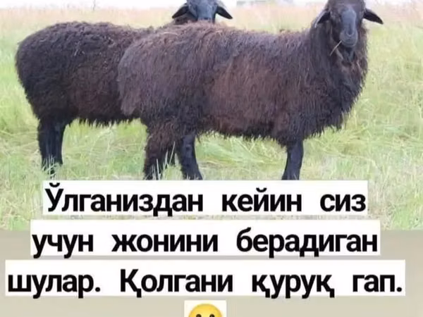 Ram, Sheep — Uzbekistan