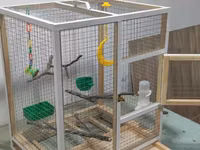 Papuqay,dovşan,hamster,şinşila,bildirçin,cücə,xamyak,pişik,quş,tısbağa — عکس 1
