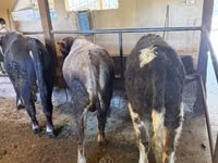 Toro, Swiss cattle — foto 3