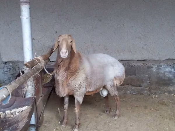 Ram, Arashan sheep — Uzbekistan