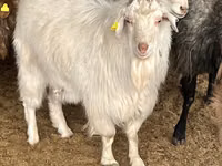 Billy Goat, Goats — photo 1