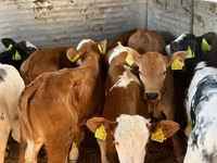 牛（ロット、性別未指定）, Simmental cattle — 写真 1