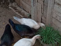 Domestic Muscovy — foto 2
