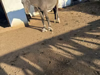 Kuda betina, Horses — foto 3