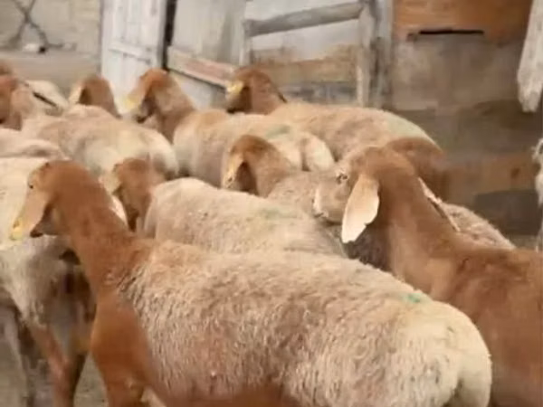 Ram, Sheep — Kazakhstan