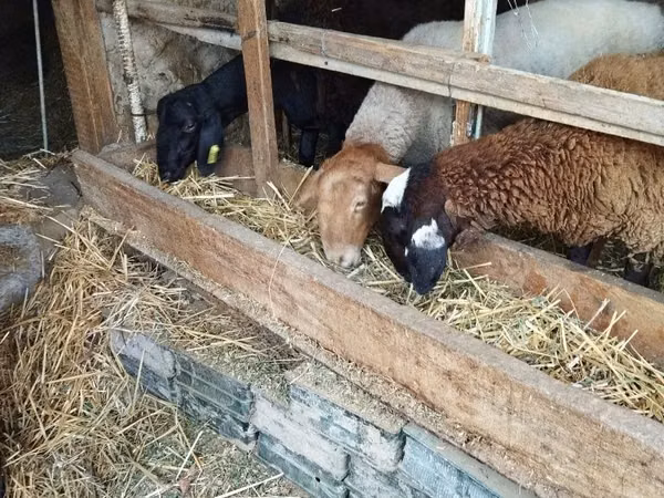 Ram, Sheep — Uzbekistan