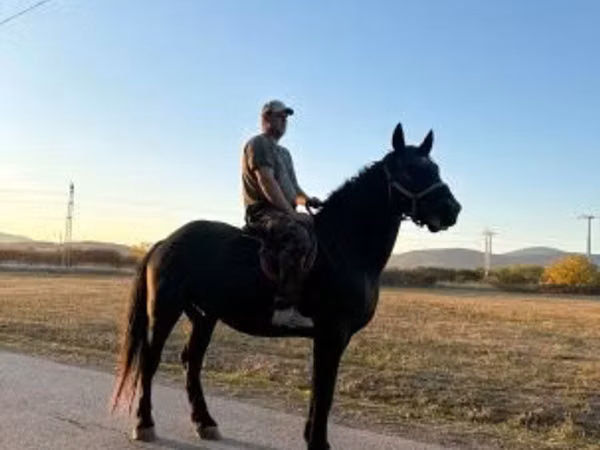 公马, Nonius horse