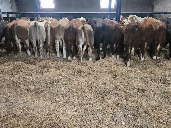 Bull, Simmental cattle