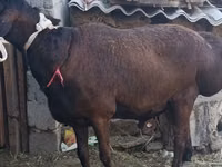 Koç, Hissar sheep — foto 5