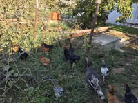 Chickens — photo 5