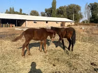 公马, Horses — 照片 6