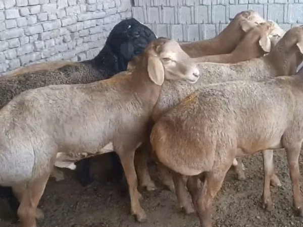 Ram, Edilbay sheep — Uzbekistan