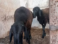 Domba jantan, Sheep — foto 5