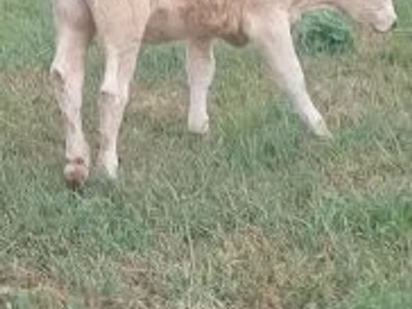 Гов, Charolais cattle