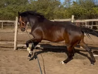 اسب نر, Hanoverian — عکس 5