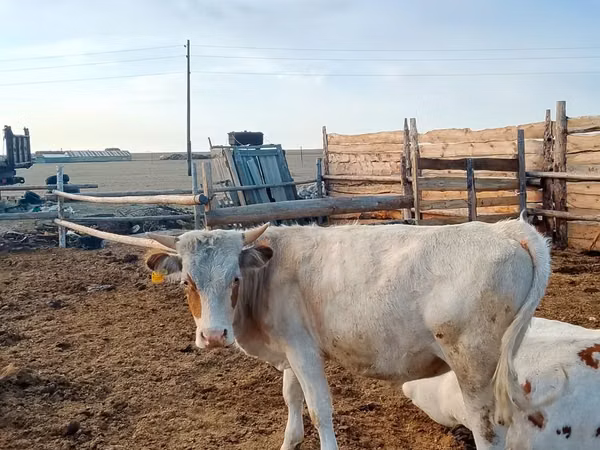 Bull, Cattle — Kazakhstan