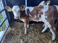 Bik, Simmental cattle — fotografija 2