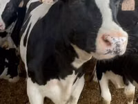 วัวตัวเมีย, Russian Black pied cattle — รูปภาพ 6