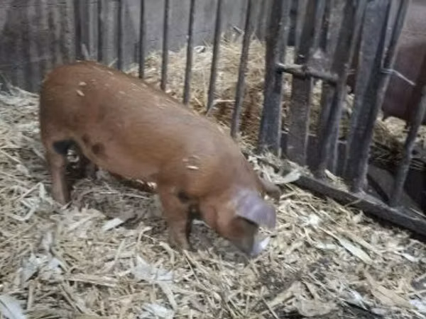 Boar, 