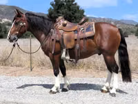 Horse (M), Quarter Horse — photo 1