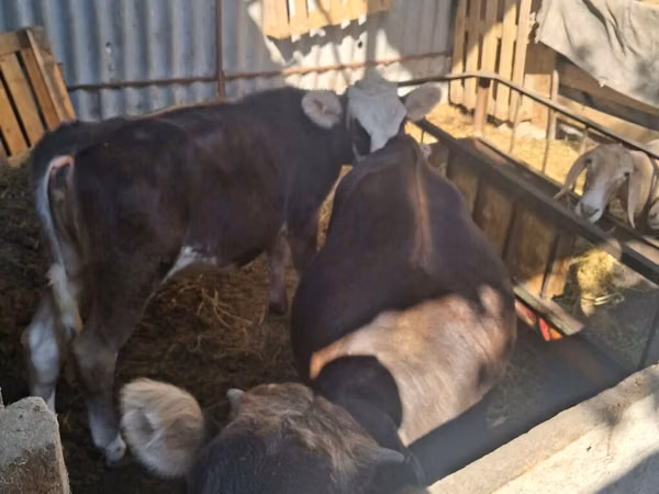Cow, Cattle — Kyrgyzstan