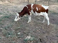 Vache, Bovins — photo 1