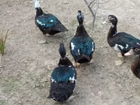 Ducks — تصویر 5