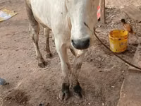 گاو نر, گاو — عکس 2