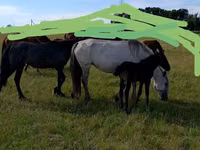 Mare, Horse breed — photo 1