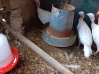 Turkeys — foto 3
