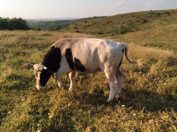 Бик, Russian Black pied cattle