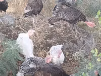 Turkeys — photo 2