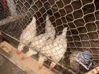 Chickens — फ़ोटो 1