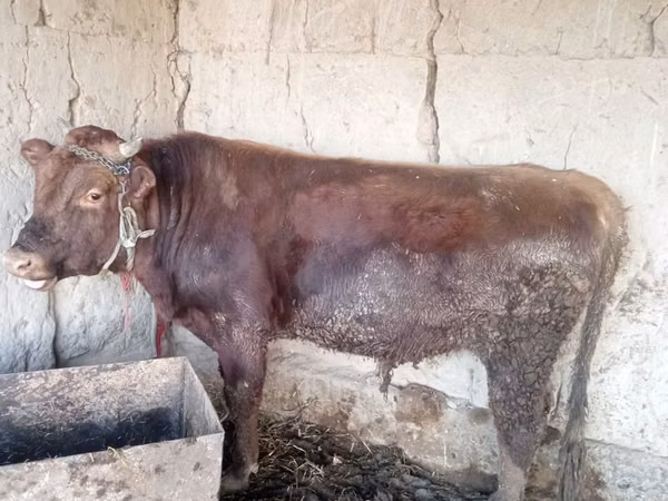 Bull, Cattle — Uzbekistan