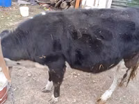 Vaca, Russian Black pied cattle — foto 1