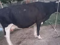 گاو ماده, Russian Black pied cattle — عکس 3