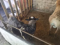 Ram, Rhon sheep — photo 2