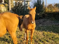Жылқылар (топ, жынысы көрсетілмеген), Thoroughbred horse — 2-сурет