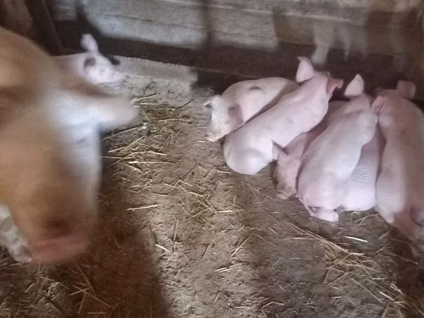 Boar, Pigs — Moldova