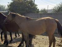Mare, Horses — photo 4