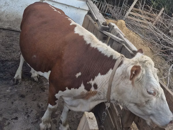 Гов, Latvian Blue cattle — Қазоқистон