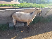 Ged, Alpine goat — foto 4