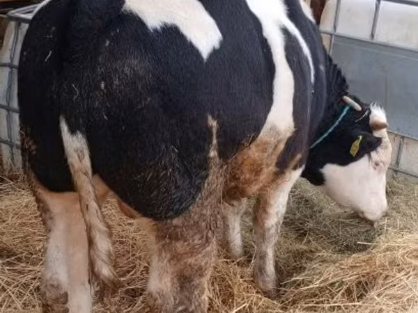 Bull, Belgian Blue