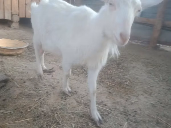 Goat, Russian White goat — Kazakhstan