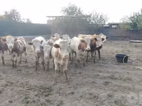 ثور, Simmental cattle — الصورة 3