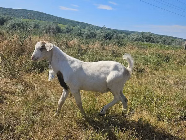 Billy Goat, Goats — Moldova
