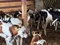 Bydło (partia, płeć nieokreślona), Simmental cattle — zdjęcie 3
