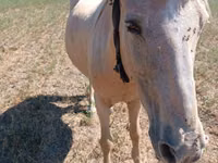 Mare, Horses — photo 2