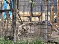 Koza, Alpine goat — foto 3