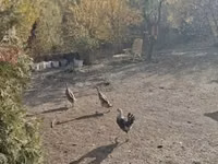 Indian Runner — foto 2
